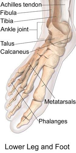 Identify the tarsal that articulates with the tibia and fibula. hints identify the tarsal that artic