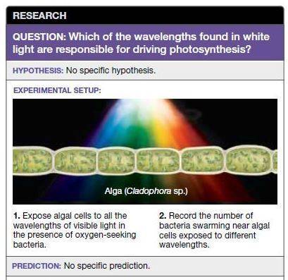 What would the results of this experiment look like if the pigments that drive photosynthesis in the