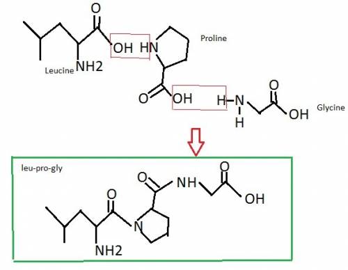 The amino acids leucine, proline, and glycine are drawn below. draw the structure of the tripeptide