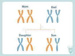 Which of the following statements is true of sex-linked traits on the x chromosome?  a. males always
