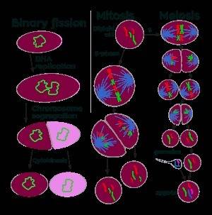 How is meiosis similar to mitosis?  a. both occur in somatic cells. b. both produce two daughter cel