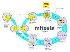 Which process mitosis or meiosis repairs skin following sunburn