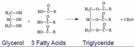 Phospholipids and triglycerides both  phospholipids and triglycerides both  have three fatty acids c