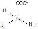 Are molecules whose general structure includes a central carbon with a carboxyl group, an amine grou
