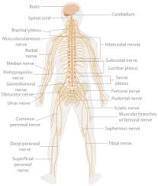 What is the importance of the skeletal, muscular, nervous system