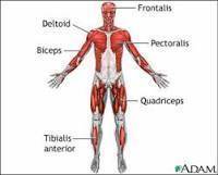 What is the importance of the skeletal, muscular, nervous system