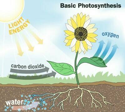 The diagram illustrates photosynthesis. which best describes what is happening in the area marked x?
