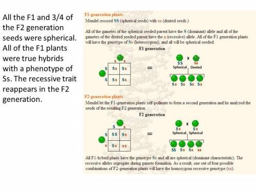 In which generation were recessive traits visible in a few plants in mendel’s experiments?   f 2 gen
