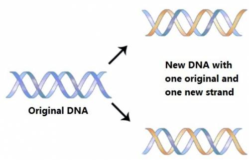 When dna replicates the original dna is not affected and a new double-stranded dna is made from two