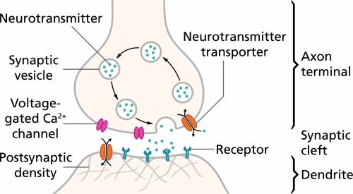 What happens at the synapse between two neurons?