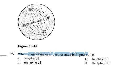 Which stage of meiosis is represented in figure 10-10