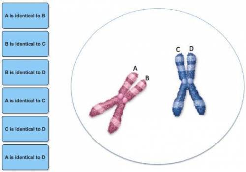 Suppose these two chromosomes are found in a cell nucleus during prophase. what is the relationship