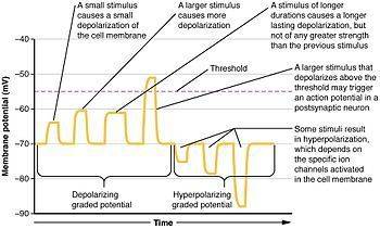 The phenomenon of multiple, overlapping action potentials gradually building muscle tension is calle