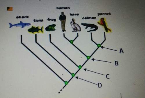 Identify the green dot that best shows where the common ancestor of the parrot in a tuna existed