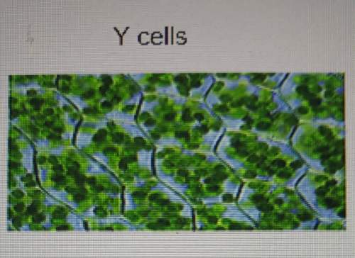 Which correctly identifies the cells above a. x cells i animal cells and y cells are pla