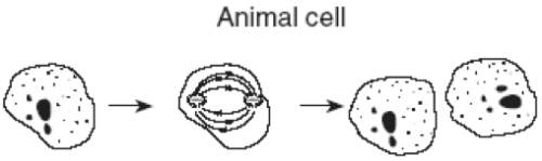 5questionsi will make you barinliest . a plant cell and an animal cell are shown below.  which