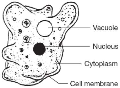 5questionsi will make you barinliest . a plant cell and an animal cell are shown below.  which