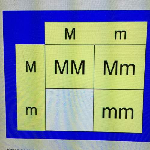 Complete the punnett square by typing what should go in the white box. me it’s urgen