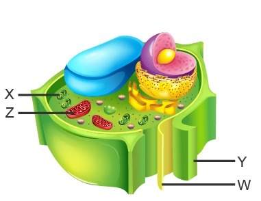 Study the diagram of a cell.  which structure is found only in plant cells and fun