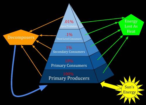 Why is a pyramid or triangle often used to represent energy distribution in an ecosystem?
