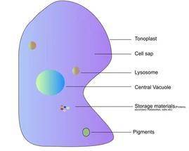 If a cell had a damaged central vacuole it would have difficulty performing what function