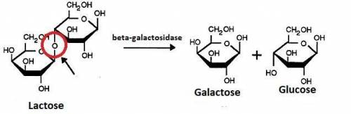 The function of beta-galactosidase is to blank space  a) break down lactose b) break down glucose c)