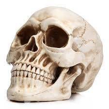 What is the name of the part of the human skeleton which protects our brain?