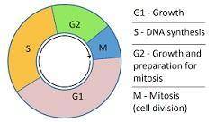 Which of the following represents the correct order of the phases of the cell cycle?  a) g1-> g2-