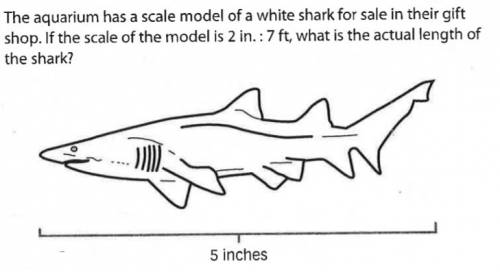 The aquarium has a scale model of a great white shark for sale in their gift shop if the scale model