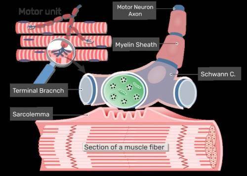 B) describe the components of a neuromuscular junction including key organelles.