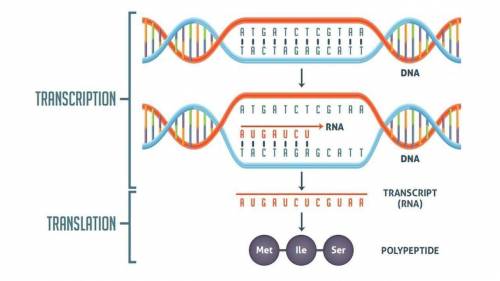 What determines which base is to be added to an rna strand during transcription?