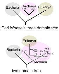 Which explanation describes why archaea is placed into a different domain from bacteria?  a. organis