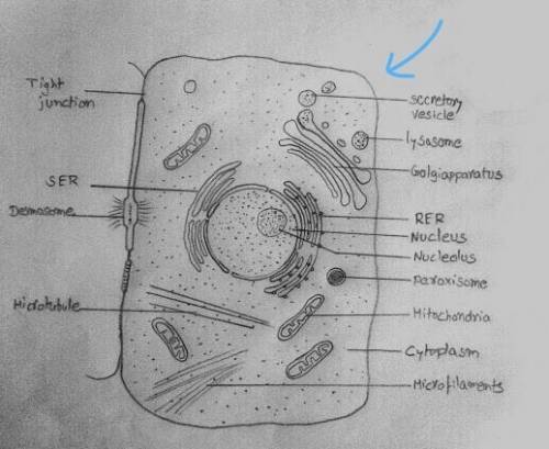 Below is a diagram of an animal cell. label the cell organelles.  (don't mind my work lol want to se