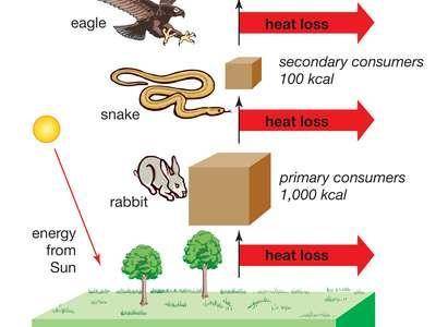 How much pesticide will each snake take in compared to each grasshopper
