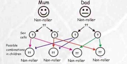 What is the only genotype of two parents that would ensure that their offspring could not roll their