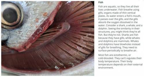 Animals that have gills when found and lungs as adults?