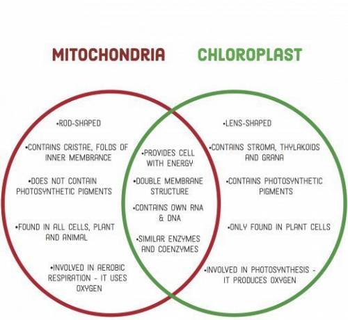 The function of mitochondria and chloroplasts is related to energy. in what way does their function
