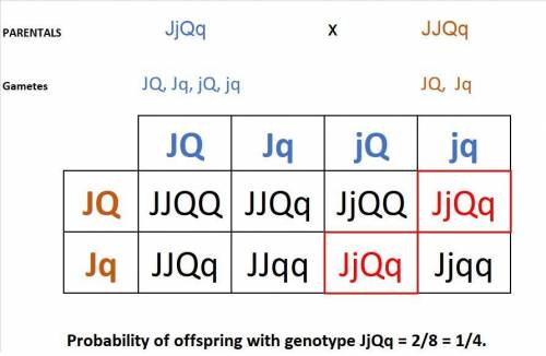 In a dihybrid cross with genotypes jjqq and jjqq, what is the probability of getting an offspring wi