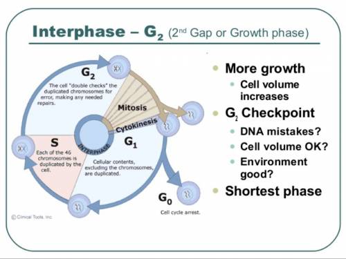 What does the g2 phase of interphase look like