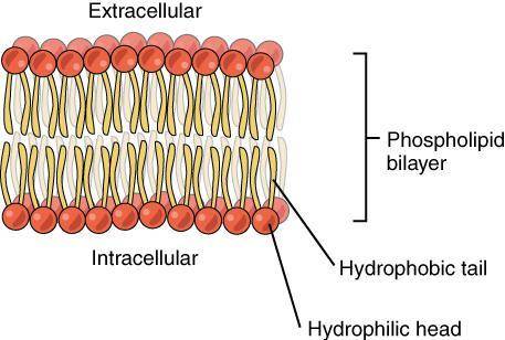Acell membrane is a phospholipid bilayer that has polar and nonpolar areas on both sides of the memb