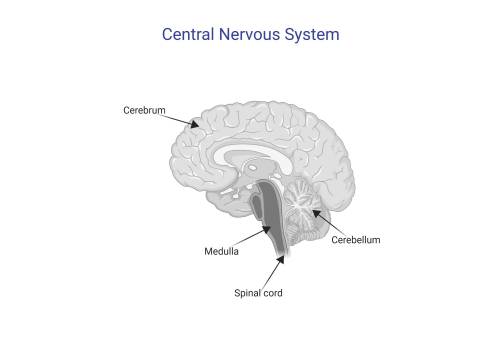 The  connects the brain and the spinal cord. cerebellum corpus callosum medulla pons