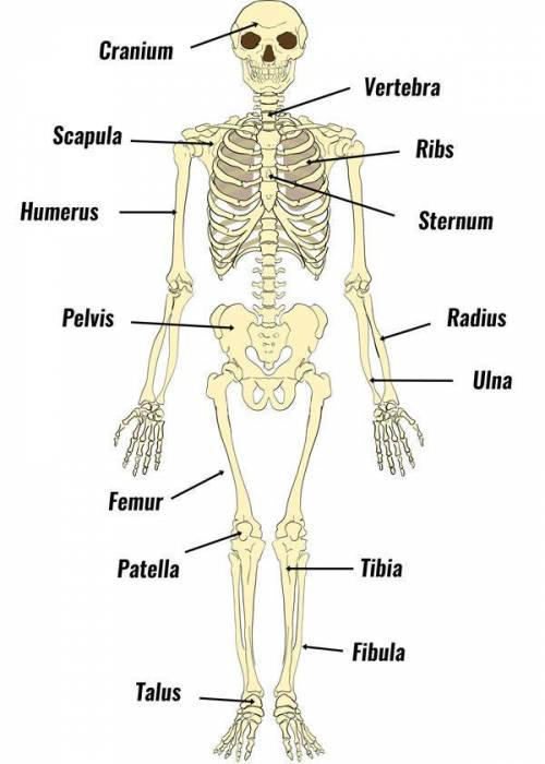 Each person has 20 sets of these bones
