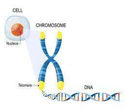 Describe the structure of eukaryotic chromosomes