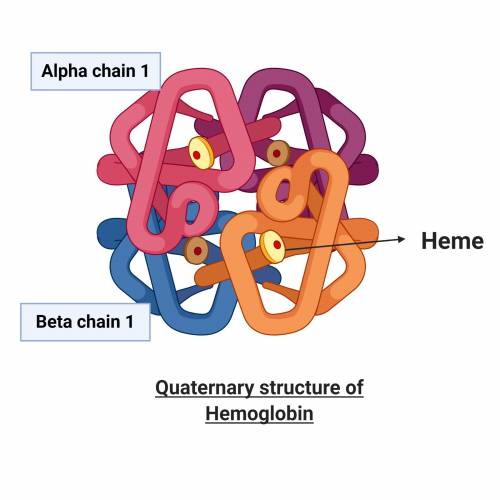 Hemoglobin has quaternary structure:   a. true  b. false 2. individual alpha-helices found in hemogl