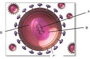Hiv is a retrovirus which contains rna as its genetic material. once hiv enters the body, it attache