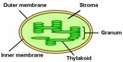 Within the inner membrane of a chloroplast, interconnected sacs of membrane called  are suspended in