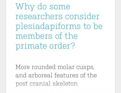 Why do some researchers consider plesiadapiforms to be members of the primate order?