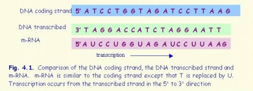 Gif the sequence of an mrna is 5'-ggc cuu aac-3', then the sequence of the dna template strand for t