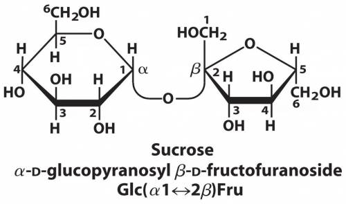 Sucrose is cleaved in your saliva by the enzyme sucrase to release glucose and fructose. use the str