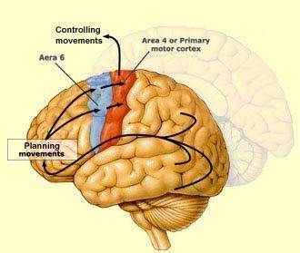 Which part of the brain controls body functions related to skeletal muscles?